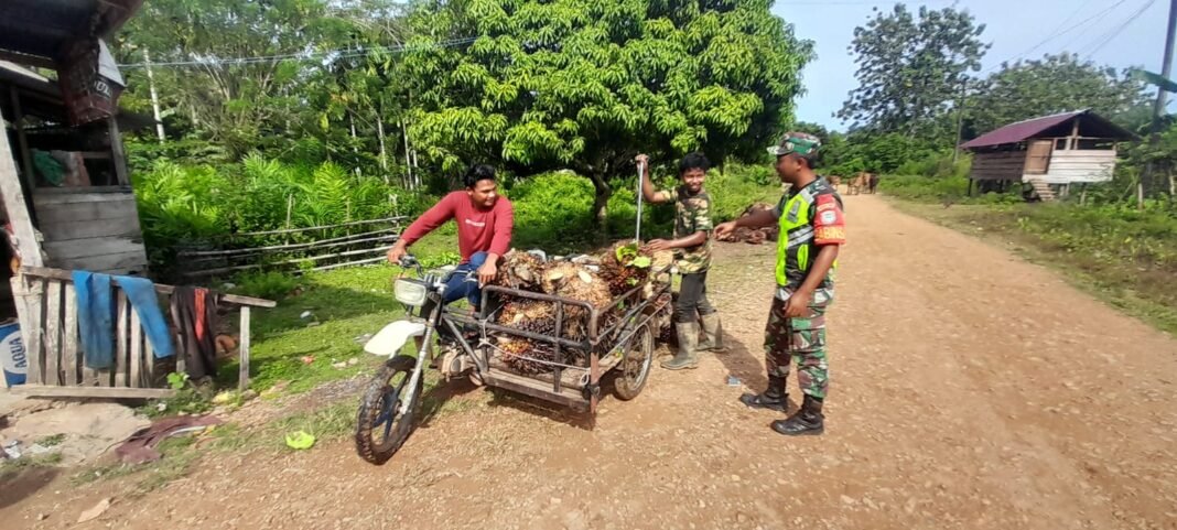 Babinsa Koramil 03/Setia Bakti Jalin Komsos di Tengah Panen Sawit, Ingatkan Pentingnya Keselamatan Kerja