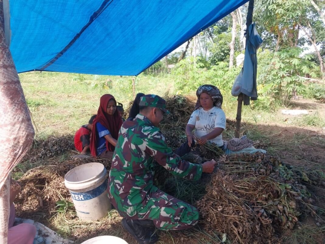 Babinsa Posramil 05/Pante Ceureumen Bantu Petani Panen Kacang Tanah, Wujud Kepedulian TNI Terhadap Ketahanan Pangan