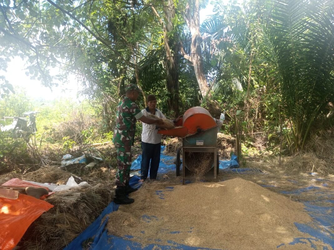 Pasca Panen, Babinsa Koramil 04/Meureubo Bantu Petani Merontokkan Padi Menggunakan Alsintan