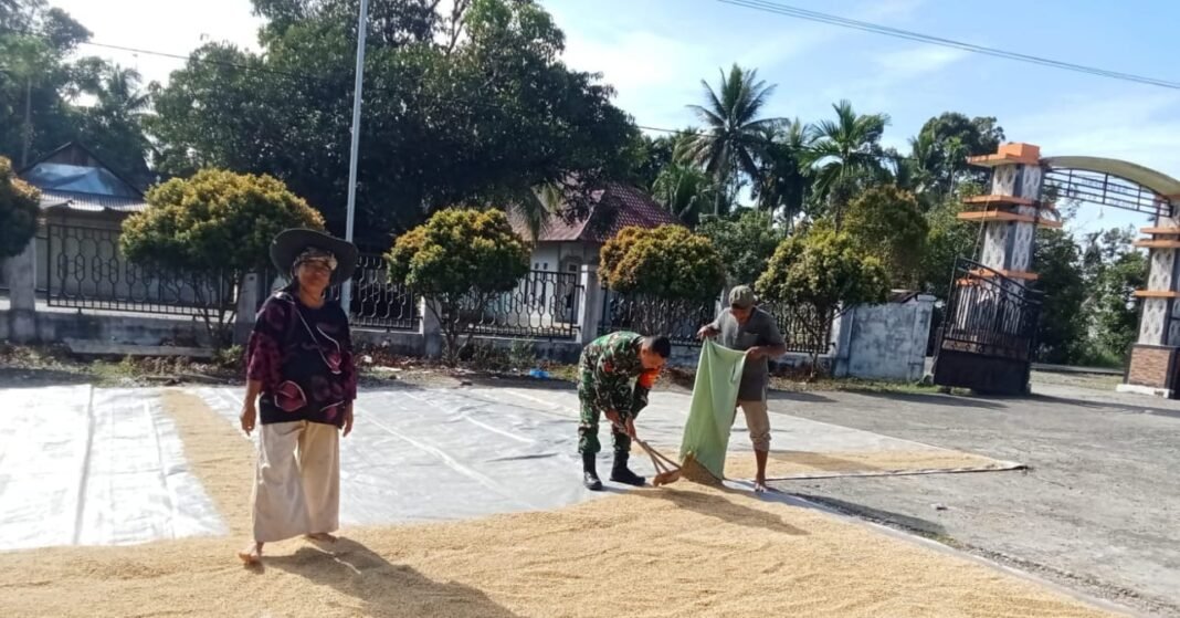 Babinsa Posramil 05/PC Terus Bantu Warga Jemur Padi Hasil Panen, Wujud Nyata Kepedulian TNI terhadap Petani
