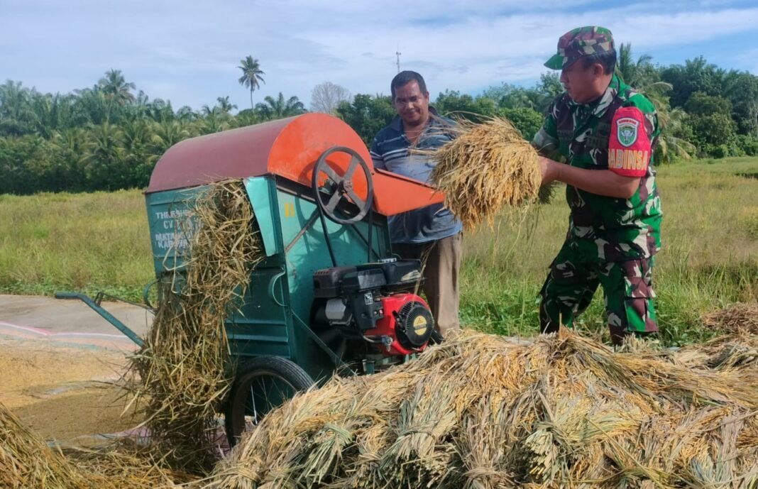 Babinsa Koramil 04/Meureubo Bantu Petani Merontokkan Padi Geliatkan Program Ketahanan Pangan