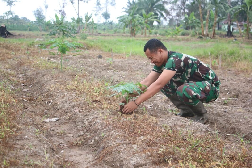 Korem 012/TU Mengoptimalkan Potensi Lokal untuk Meningkatkan Ketahanan Pangan dan Ekonomi Daera