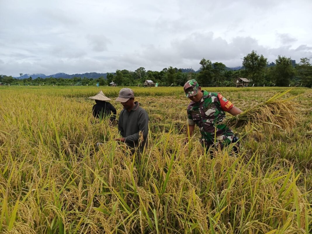 Babinsa Pasie Raya Turun Langsung Membantu Petani Panen Padi di Desa Ceuraceu