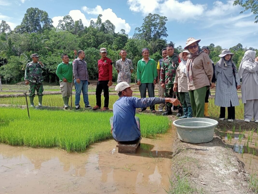 Babinsa Posramil Teupah Barat Lakukan Pendampingan Pengecekan Bibit Padi untuk Mendukung Ketahanan Pangan