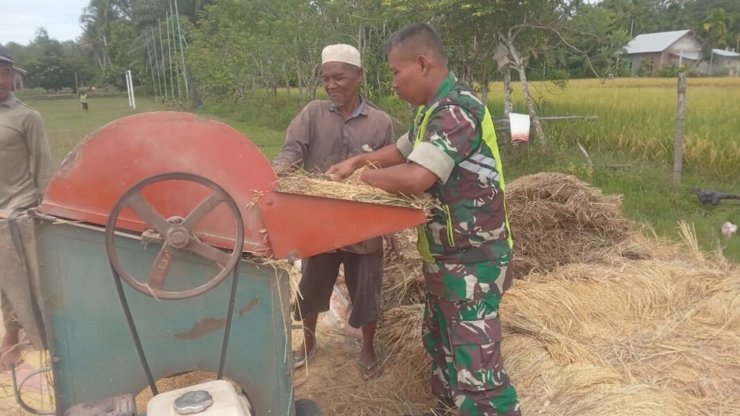 Babinsa Koramil 09/Samatiga Serda Heru Santoso Turun ke Sawah Bantu Petani Merontok Padi di Desa Leukeun