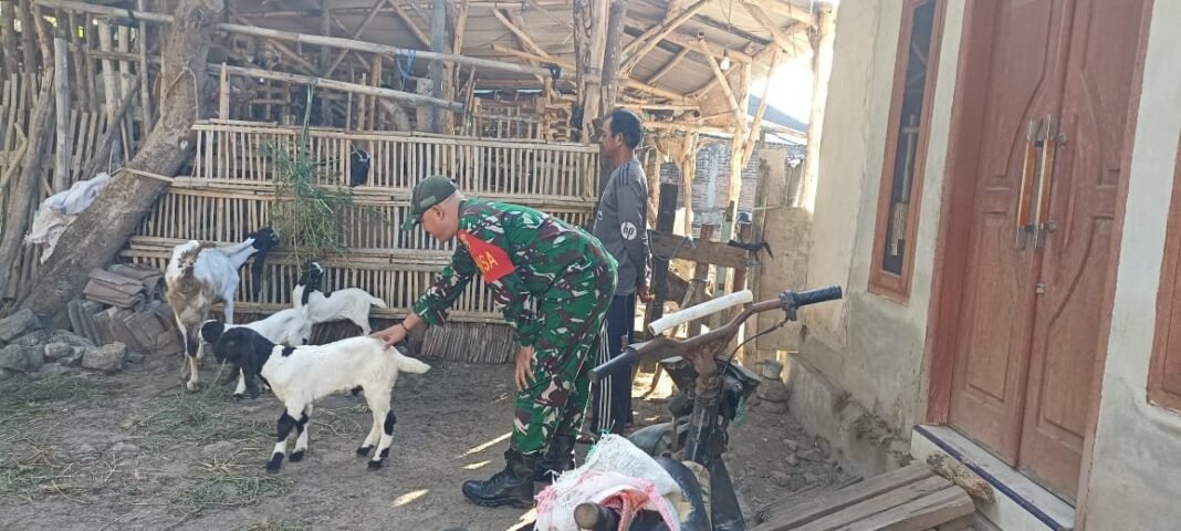 Ajak Warga Binaan Mandiri Pangan, Babinsa Pantau Peternak Kambing Di Sasake