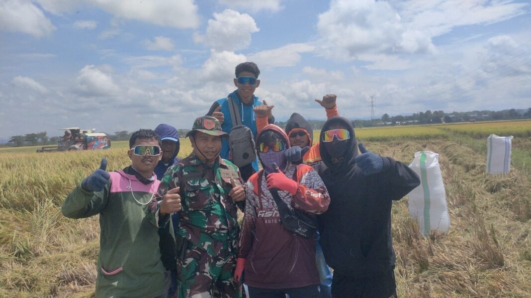 Wujud Kemanunggalan TNI dengan Rakyat, Babinsa Dampingi Panen Padi Di Desa Mario