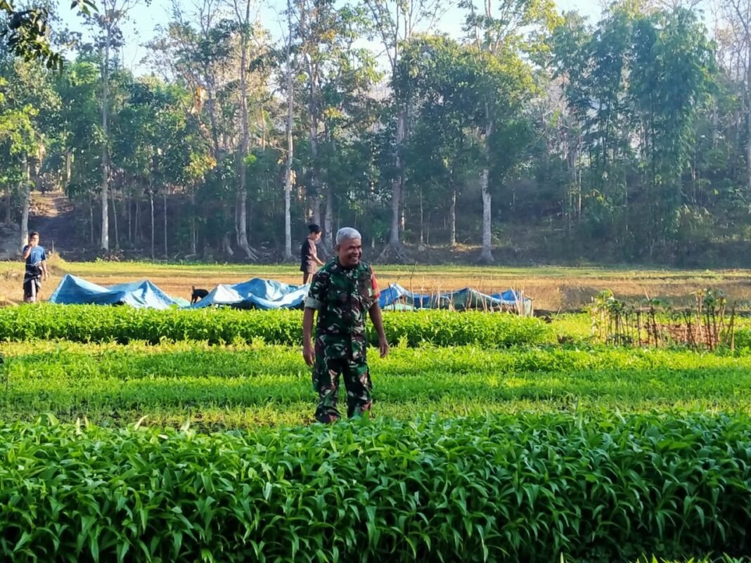Babinsa Laksanakan Komsos dengan Petani Sayur di Desa Modu Waimaringu