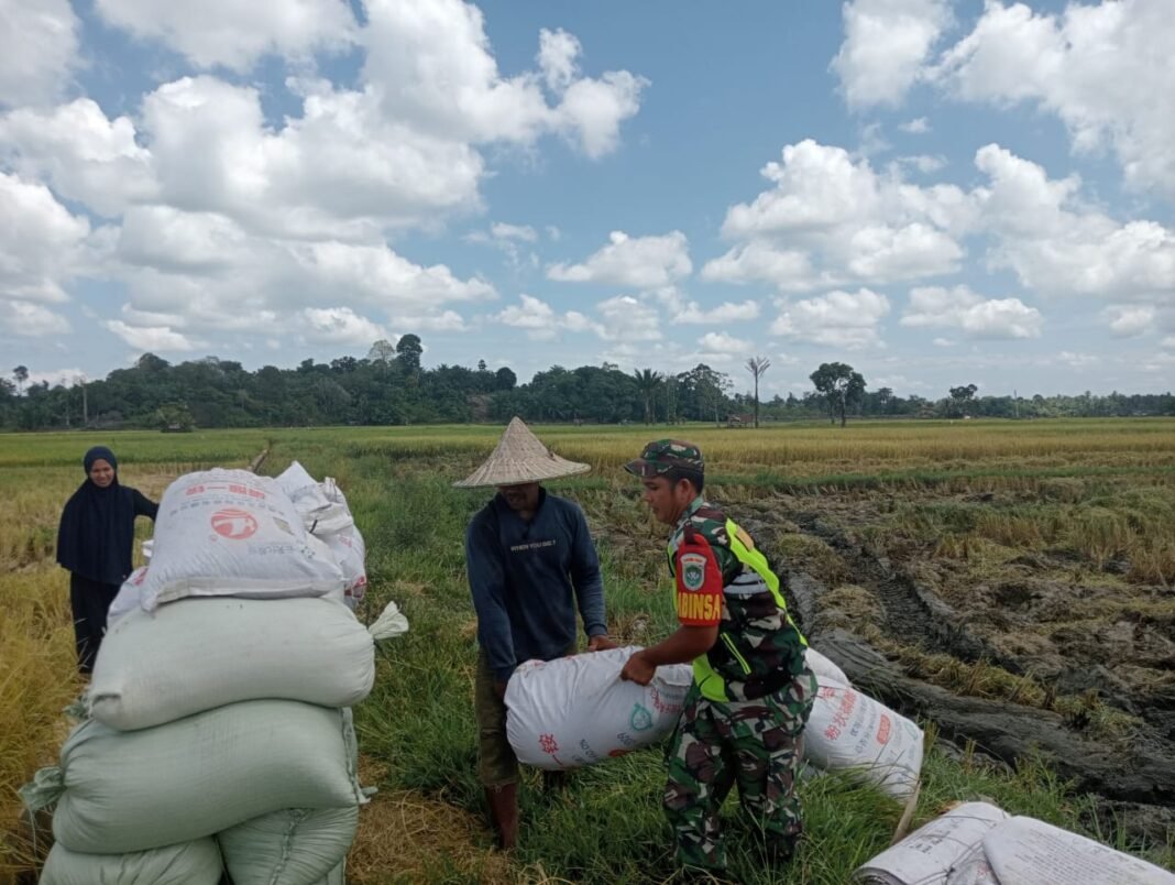 Prajurit TNI Bantu Petani Panen Padi di Woyla Barat, Wujudkan Semangat Gotong Royong