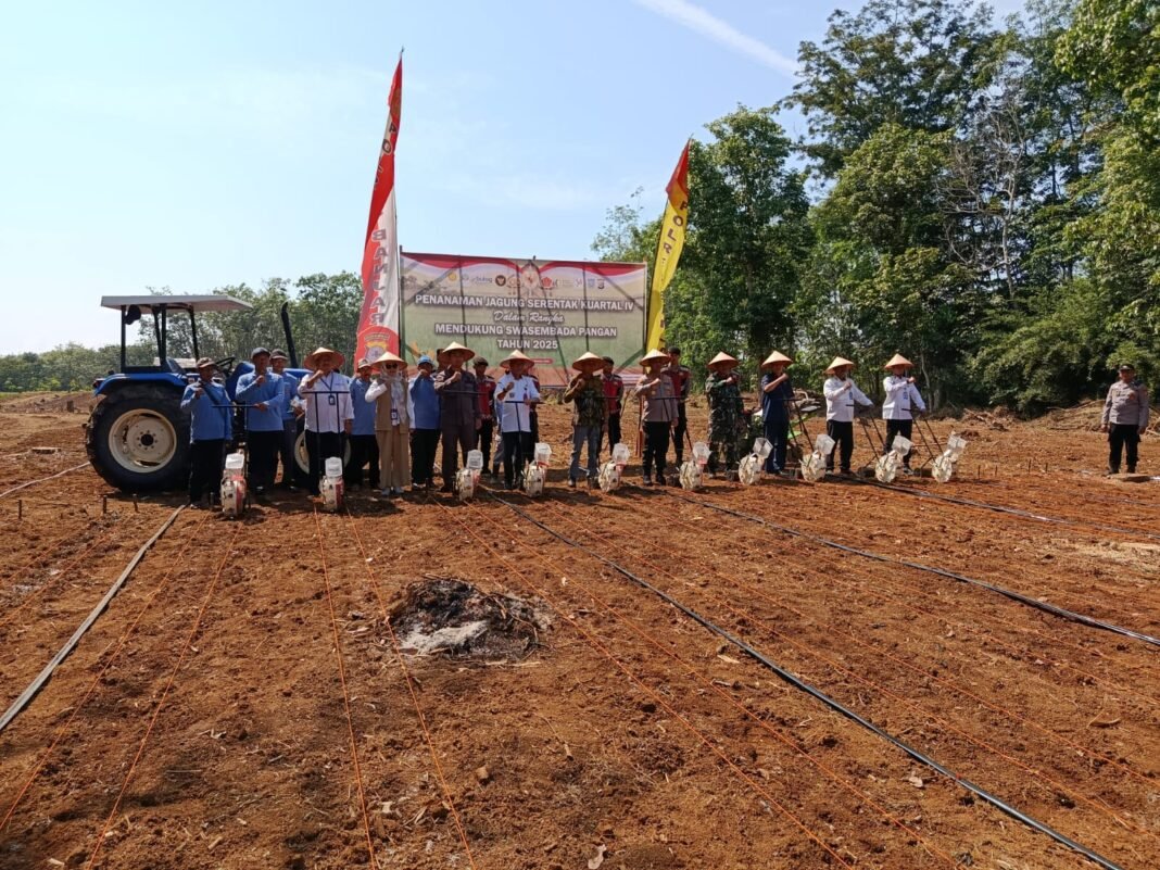 Wujudkan Ketahanan Pangan, Kodim 1006/Banjar Ikuti Tanam Raya Serentak Kuartal IV