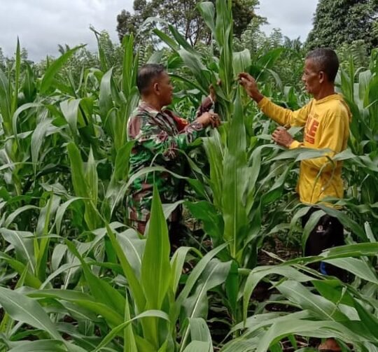 Babinsa Koramil 06/Teunom Tinjau Perkembangan Tanaman Jagung Milik Warga