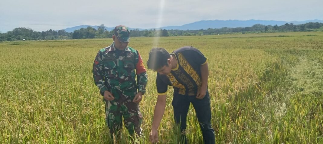 Babinsa Posramil 05 PC Terus Lakukan Pendampingan Terhadap Petani dalam Menghadapi Masa Panen Padi