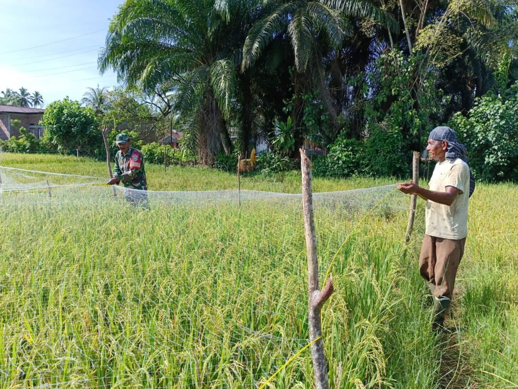Babinsa Koramil 04/Meureubo Bantu Petani Pasang Jaring Pada Tanaman Padi Guna Menangkal Hama Burung
