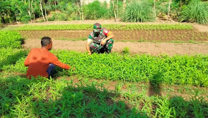 Korem 012/Teuku Umar Apresiasi Peran Jajarannya, Babinsa Kodim 0112/Sabang Turut Sukseskan Program Ketahanan Pangan