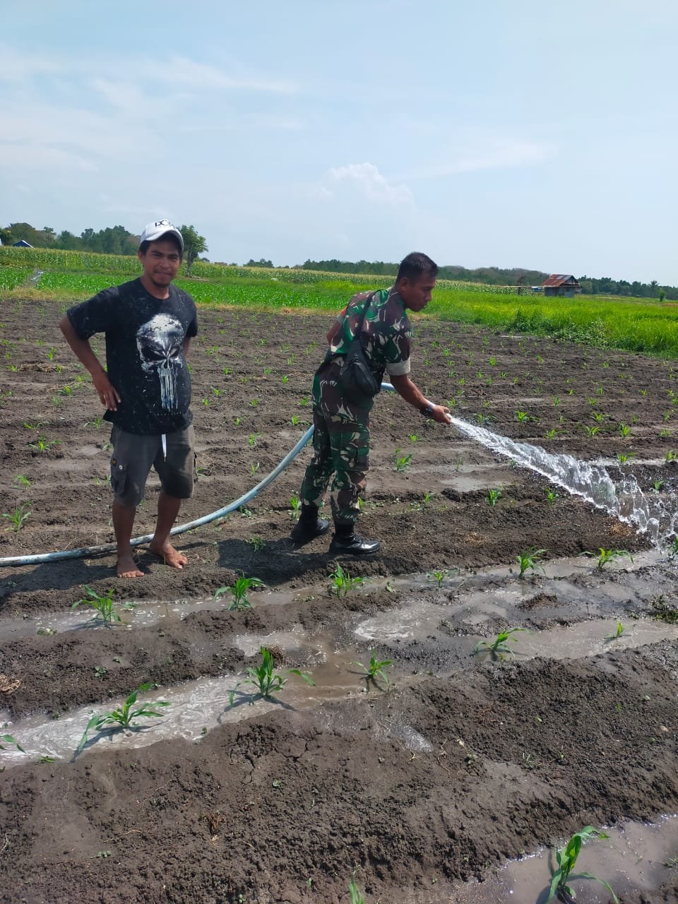 Tak Sekadar Pendampingan, Babinsa Koramil 1612-02/Reok Jadi Sahabat Petani di Tengah Ladang Jagung
