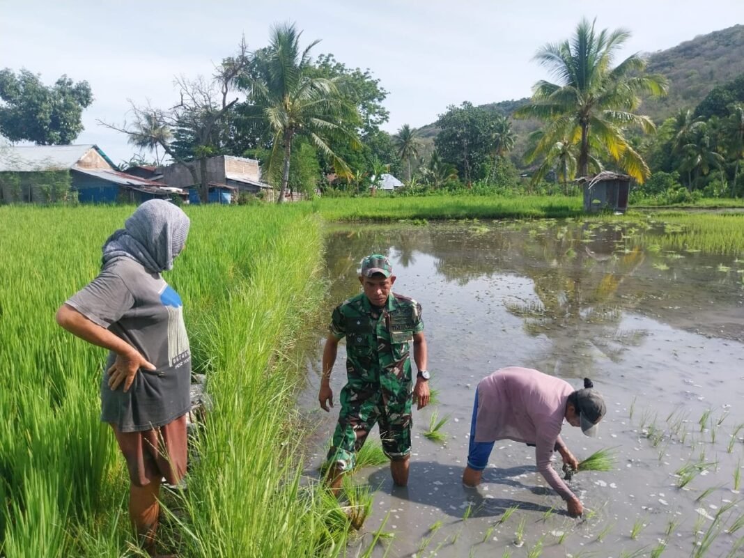 TNI Hadir untuk Petani: Babinsa Koramil 1612-04/Pota Serka A. Malik Bangun Kebersamaan Lewat Pendampingan Pertanian