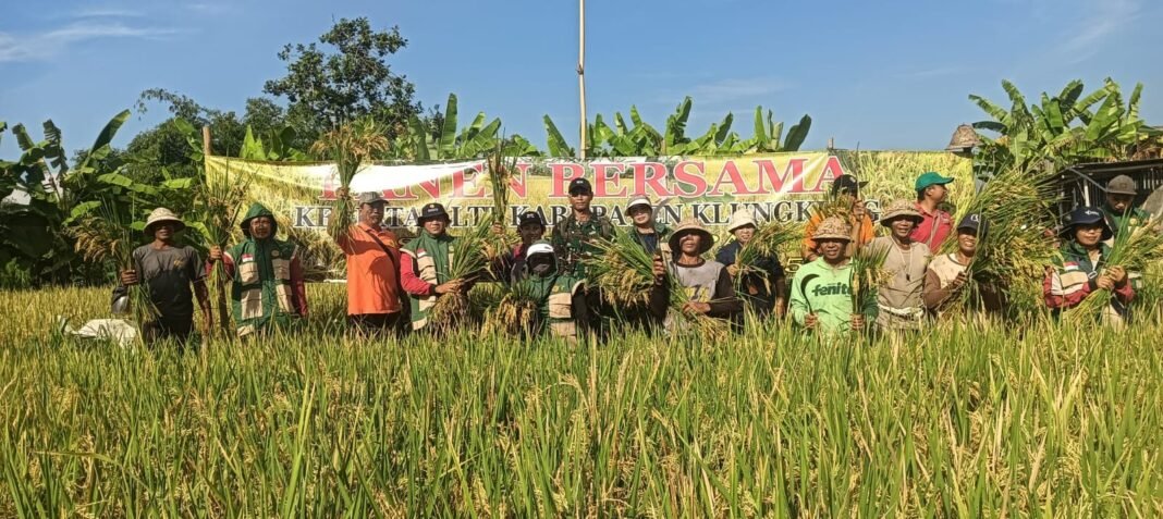 Gerakan Panen Padi Bersama, Danramil Klungkung Ajak Bersatu Kuatkan Hanpangan Wilayah Menuju Swasembada Pangan Nasional