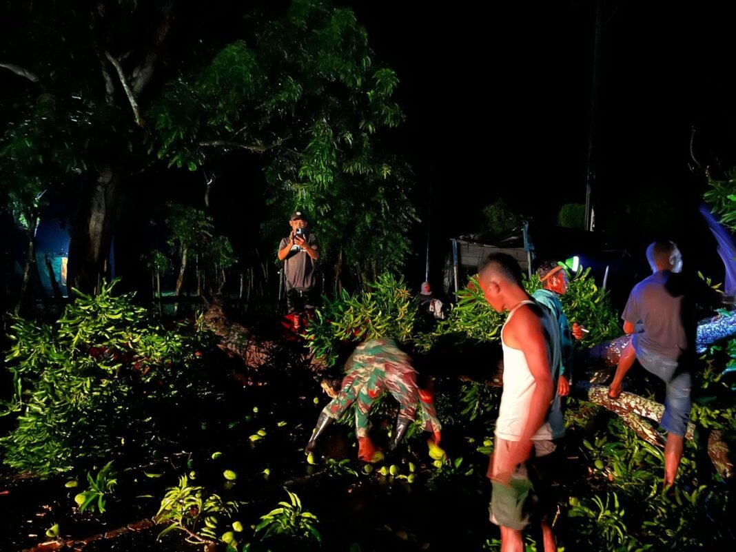 Angin Kencang Tumbangkan Pohon di Kwangko, Babinsa Turun Bantu Lancarkan Lalu Lintas