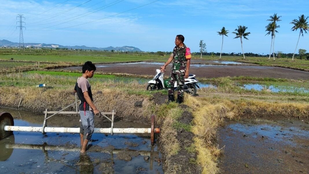 Babinsa Koramil 03/Maritengngae Pantau Luas Tambah Tanam di Desa Sereang