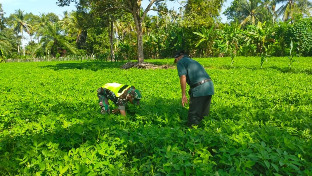 Babinsa Koramil 0105-10/Woyla Barat Ajak Warga Manfaatkan Tanah Kosong untuk Tanaman Produktif
