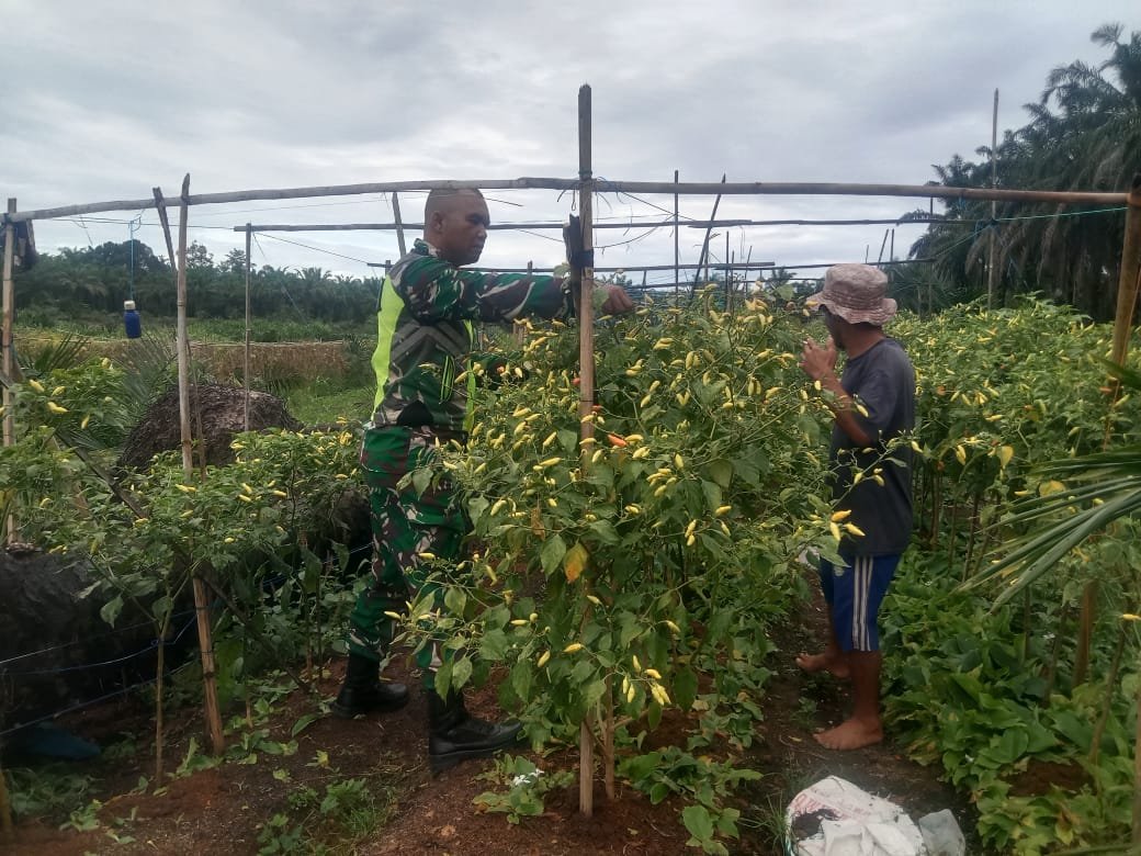 Dukung Petani, Babinsa Jajaran Korem 012/TU Turun Langsung ke Lahan Cabai