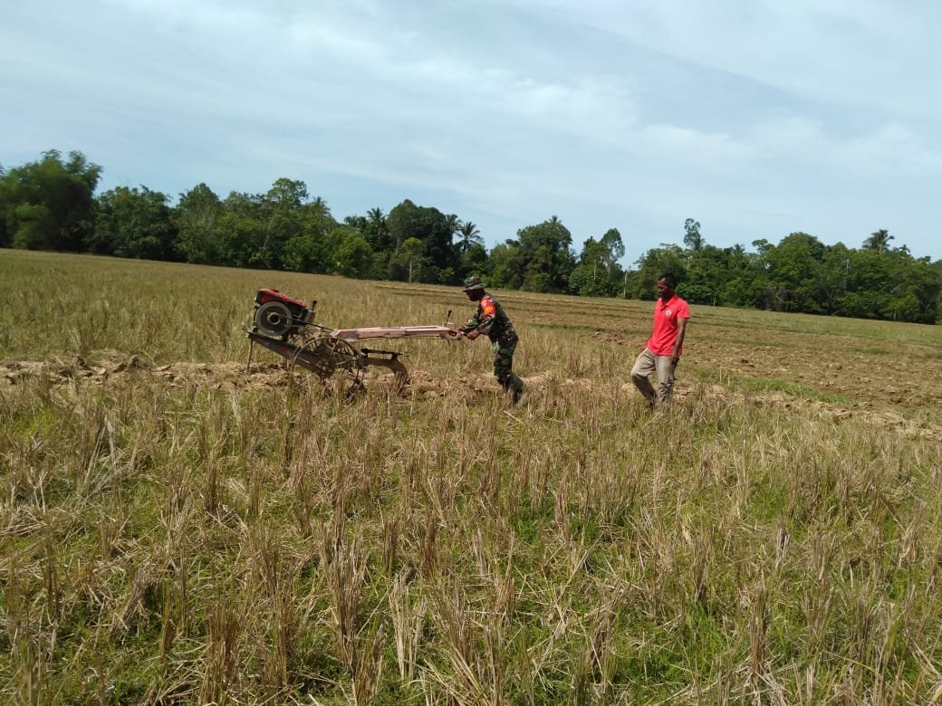 Power Full Babinsa Koramil 04/Meureubo Bantu Petani Bajak Sawah Percepat Masa Tanam
