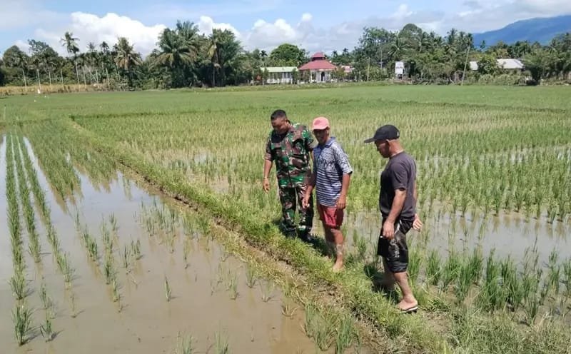 Korem 012/Teuku Umar Perkuat Upsus Pendampingan Pertanian di Wilayah Abdya