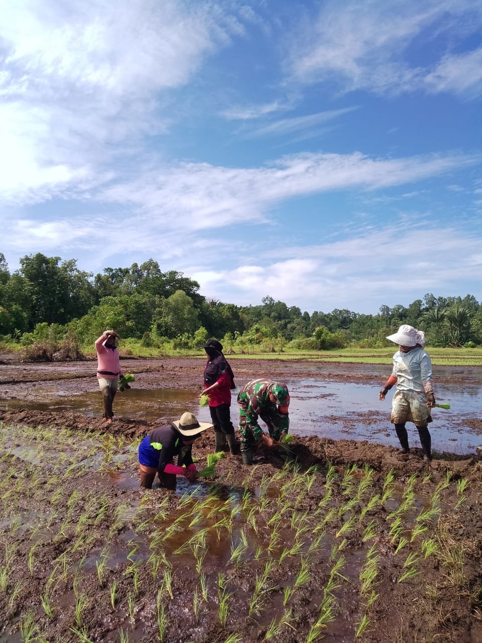 Babinsa Koramil 03/Tepsel Aksi Nyata, Dukung Ketahanan Pangan dengan Tanam Padi Serentak