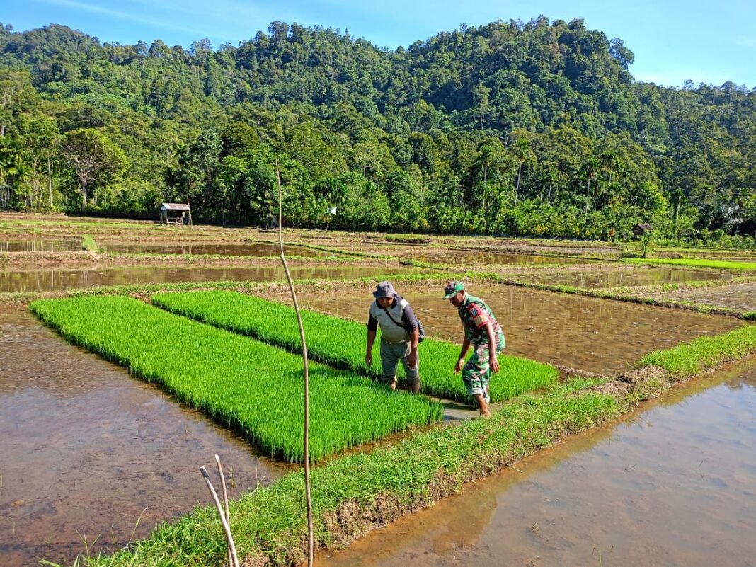 Babinsa dan Kelompok Tani Cek Kesiapan Bibit Padi di Desa Alue Rayeuk