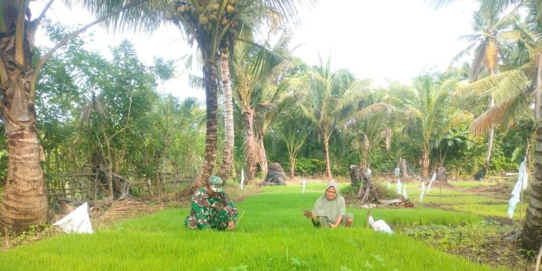 Momen Petani Merasa Sangat Bahagia Ketika Mencabut Bibit Padi Didampingi Babinsa Koramil 04/Meureubo