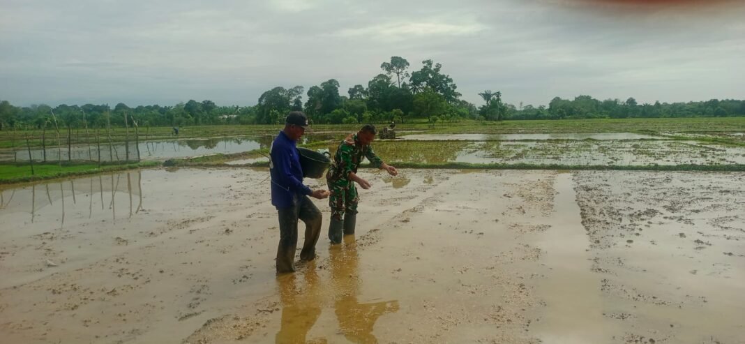 Babinsa Koramil 04/Meureubo Dampingi Petani Tabur Benih Padi Percepat Masa Tanam