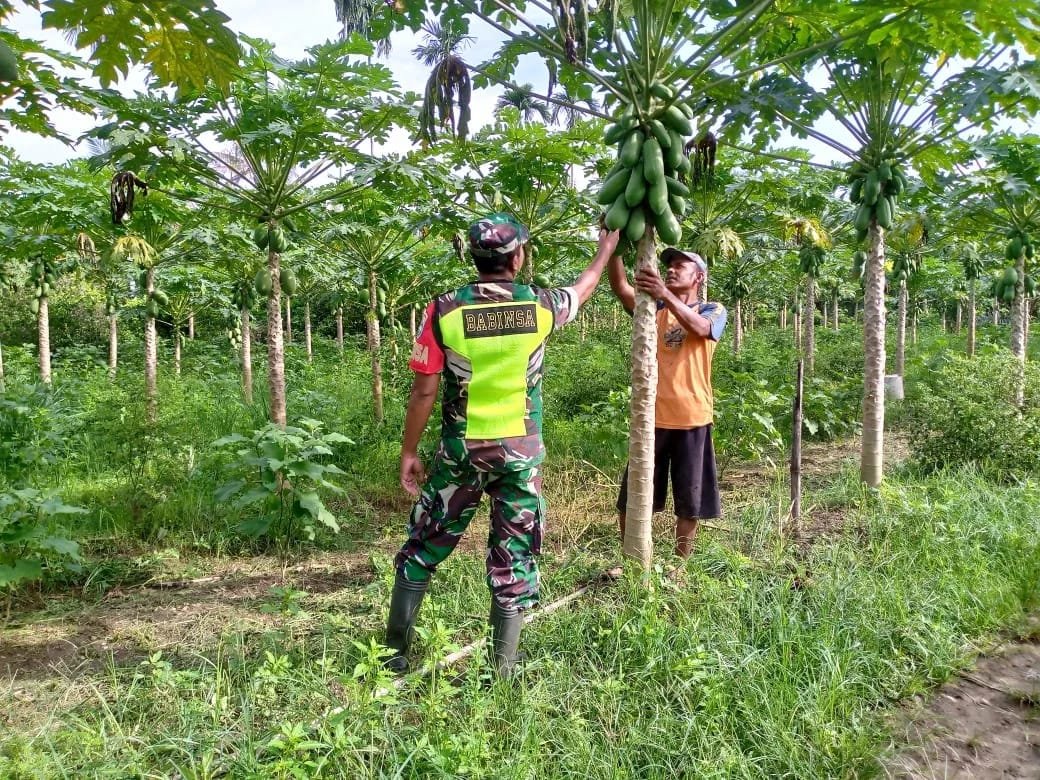 Jajaran Korem 012/TU Terus Hadir di Tengah Rakyat, Babinsa Beutong Ateuh Bantu Pemupukan Kebun Pepaya