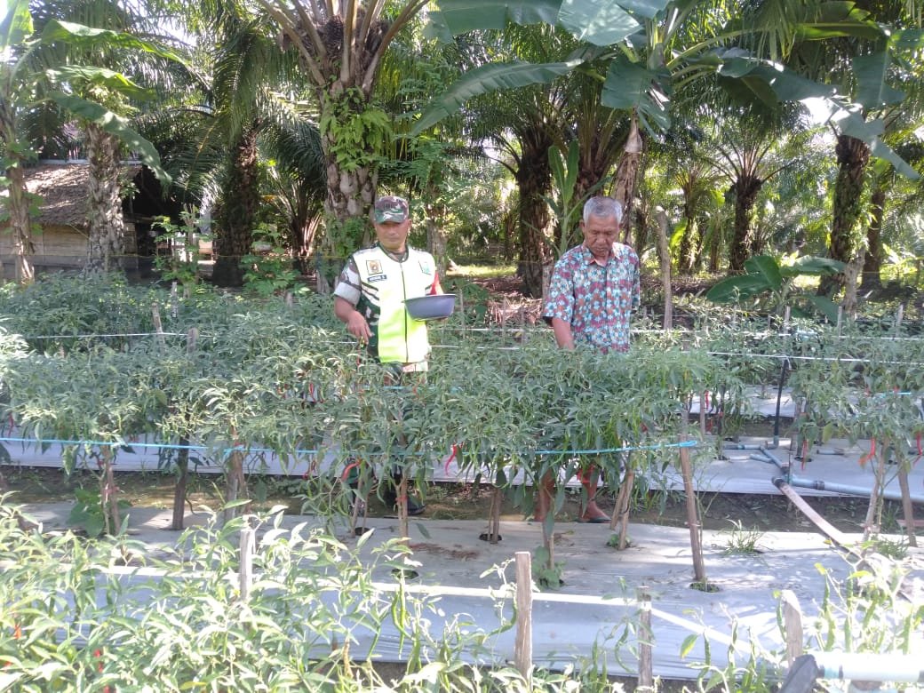 Babinsa Koramil 0105-10/Woyla Barat Panen Cabai Bersama Warga di Desa Blang Luah
