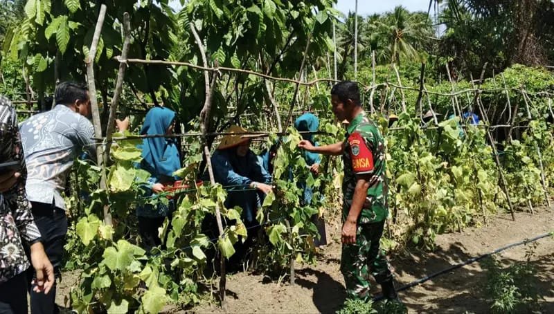 Jajaran Korem 012/TU Perkuat Ketahanan Pangan Rumah Tangga Lewat Pendampingan Babinsa di Gampong Jaboi