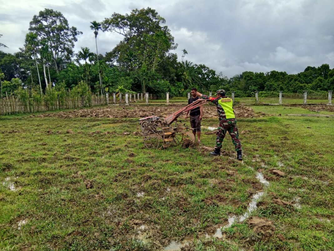 Babinsa Bantu Petani Bajak Sawah dengan Menggunakan Hand Traktor
