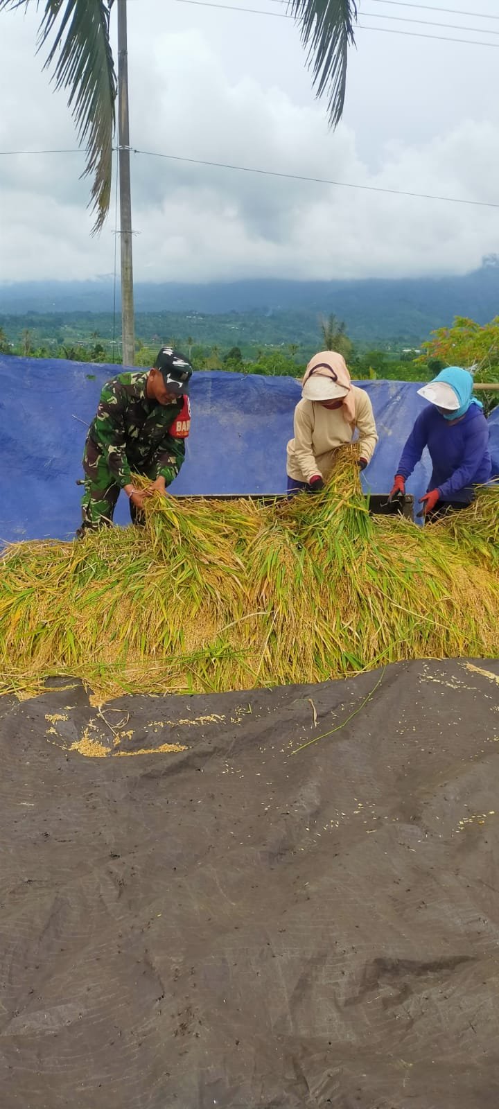Babinsa Koramil 04/Kintamani Pendampingan Panen Padi di Desa Mengani