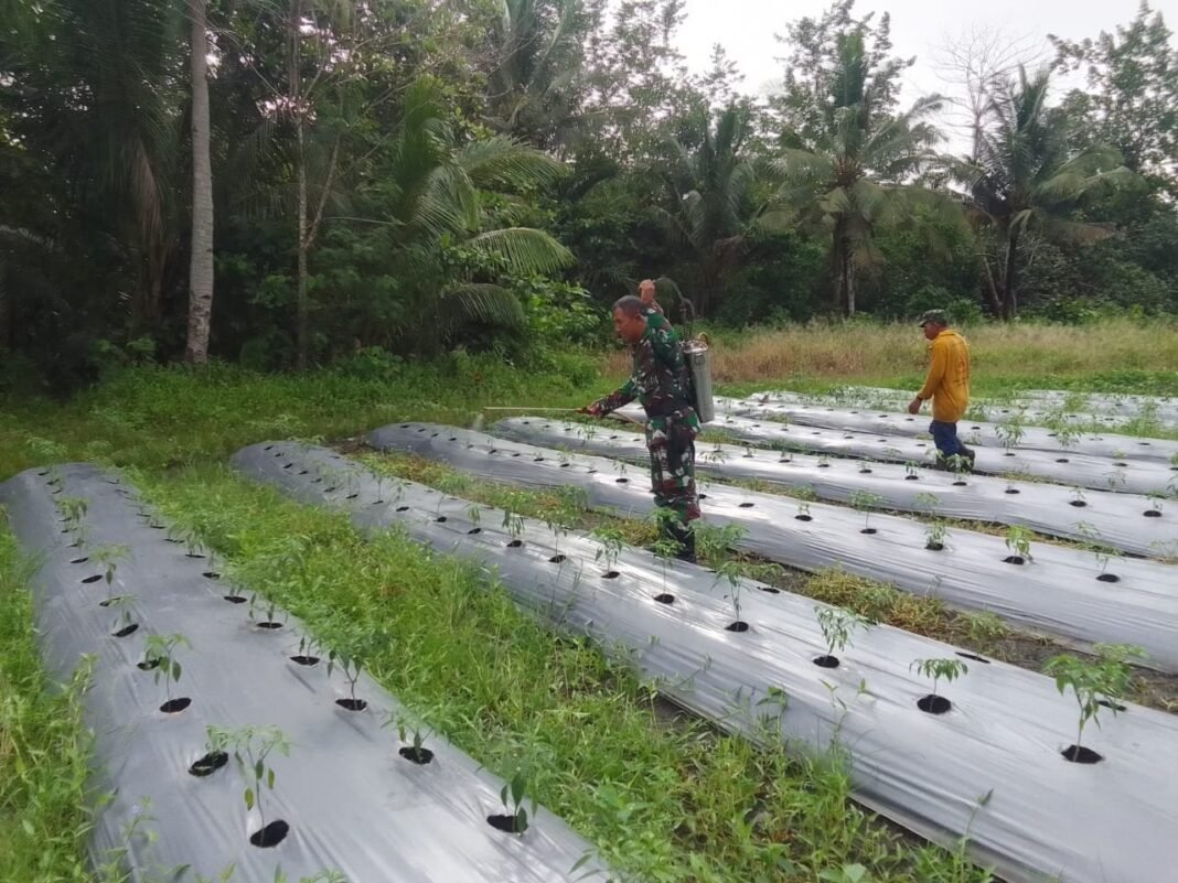 Perkuat Ketahanan Pangan, Babinsa Koramil 1508-03/Kao Dampingi Petani Rawat Tanaman Cabai