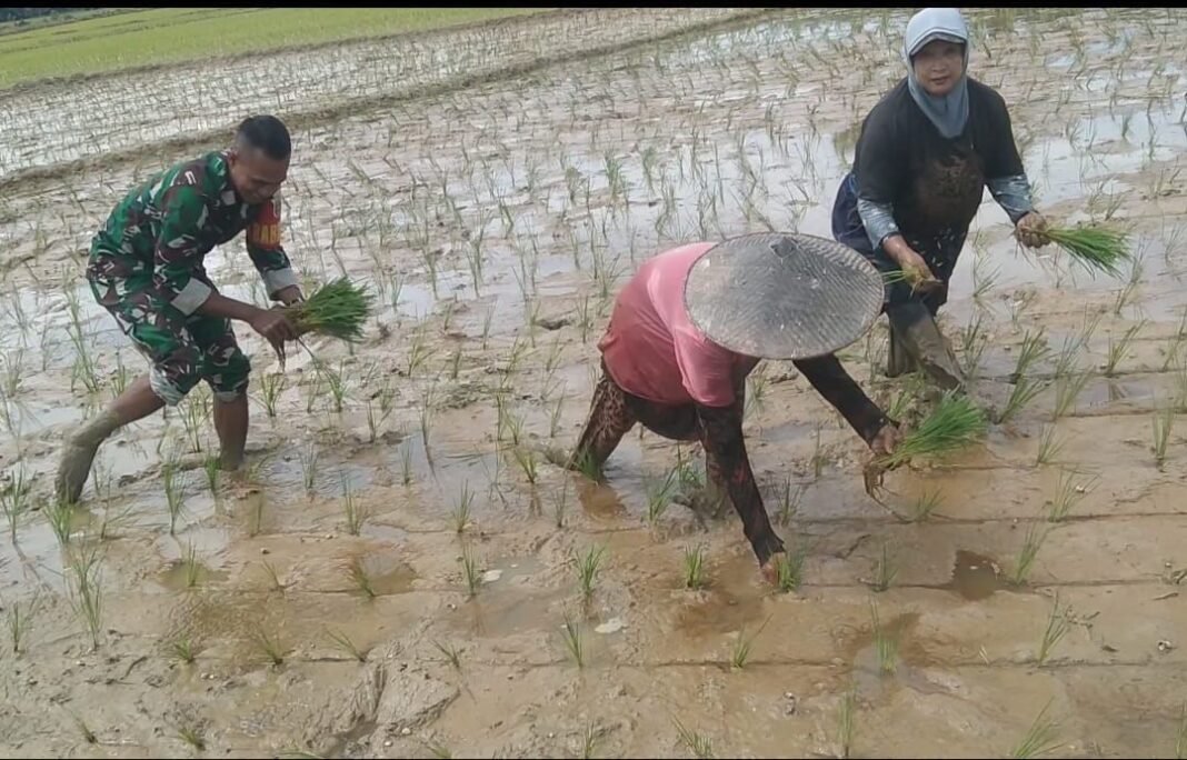 Peran Aktif Babinsa dalam Penanaman Padi: Dorong Ketahanan Pangan di Kolaka