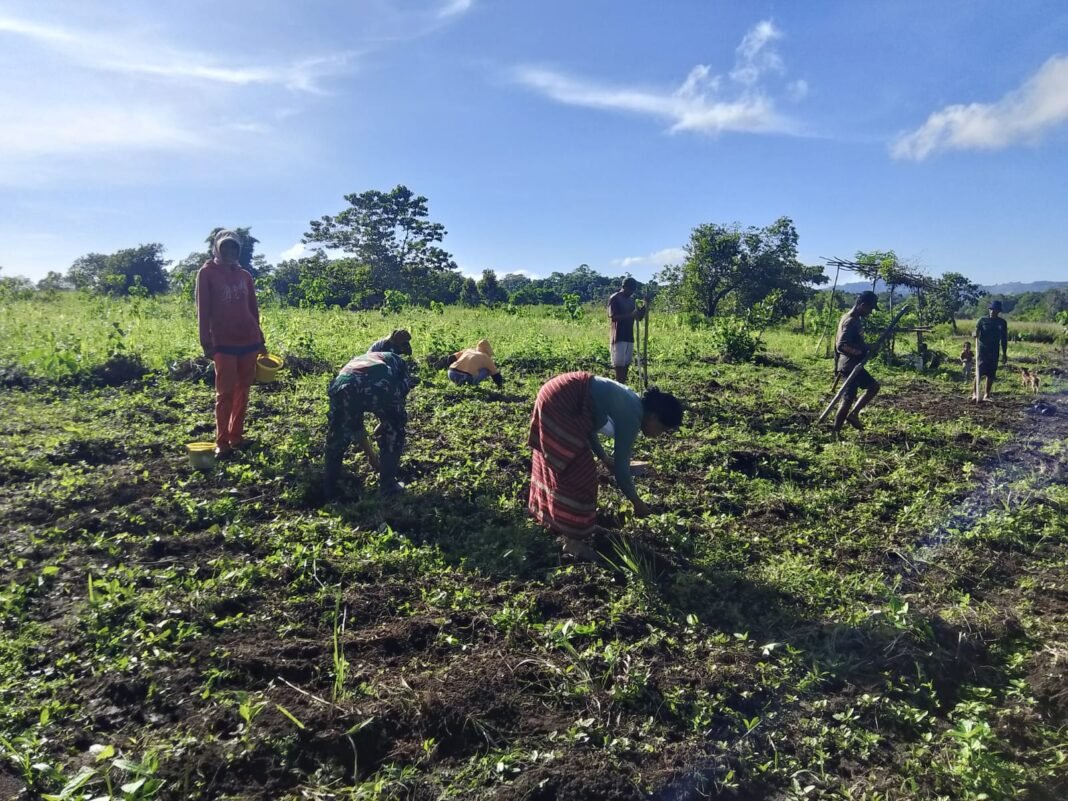 Sinergi TNI dan Petani: Babinsa Koramil 03 Tanam Jagung di Desa Praimadeta