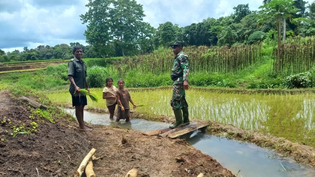 Dukungan Penuh Babinsa untuk Ketahanan Pangan di Sumba Barat