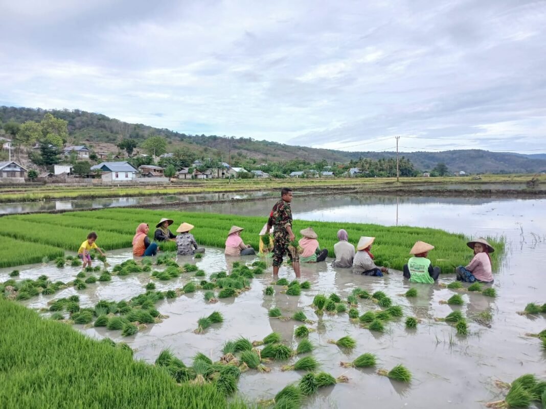 TNI dan Petani Sinergi Memanen Padi di Desa Kembang Mekar
