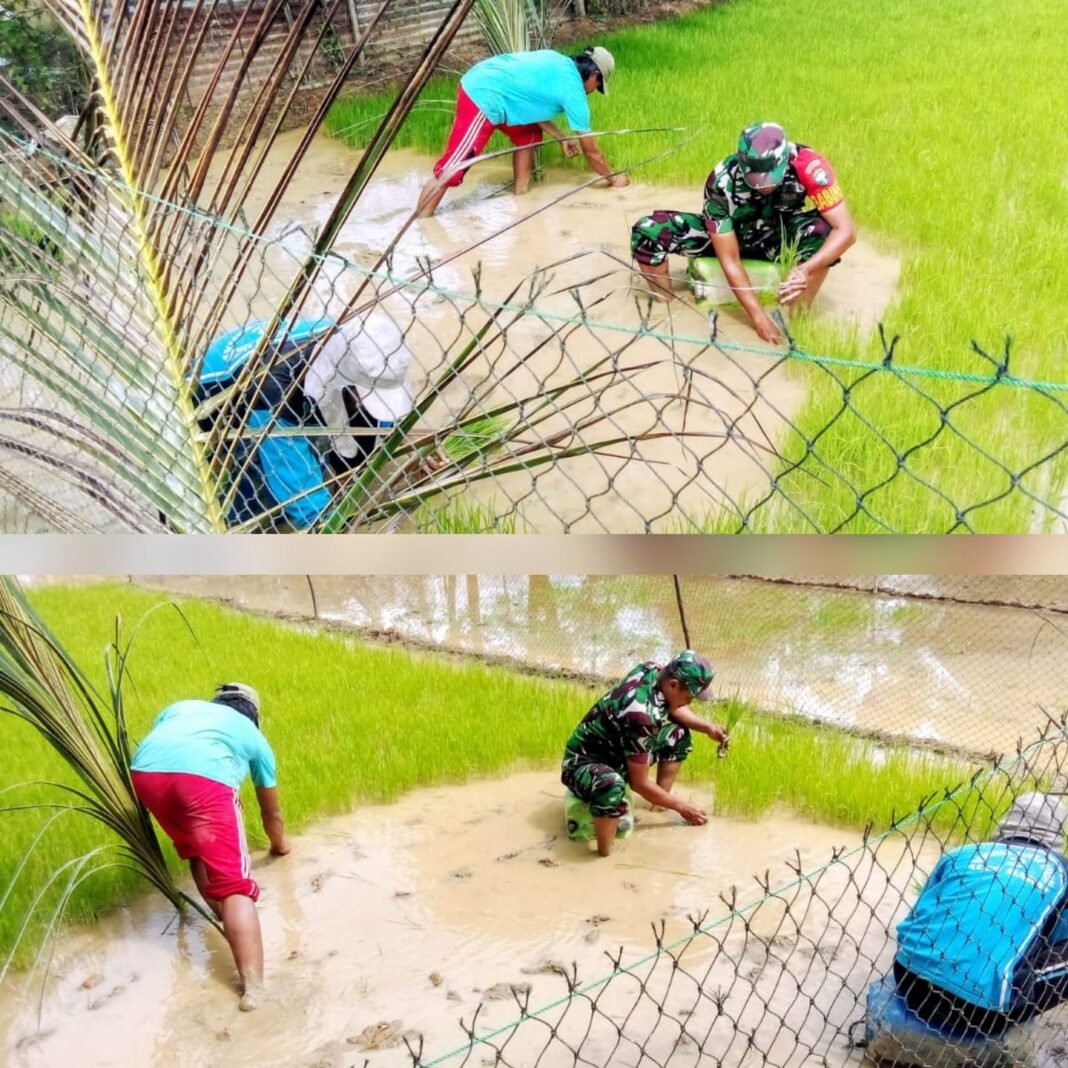 Babinsa Koramil 09/Samatiga Sertu Puguh Turun ke Sawah Bantu Warga Desa Pinem Cabut Bibit Padi