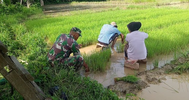 Babinsa Darul Hikmah Bantu Petani Cabut Bibit Padi Siap Tanam