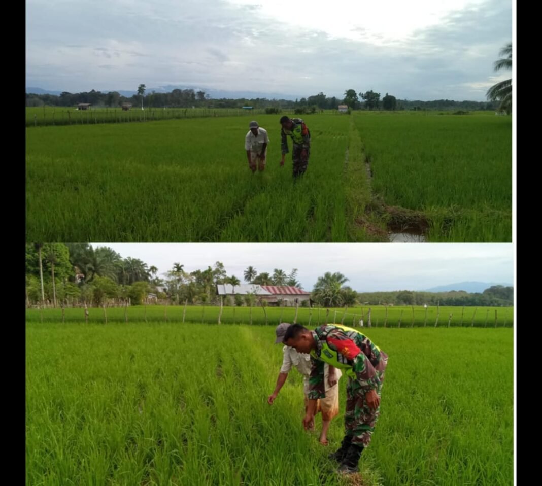 Babinsa Posramil 05/Pante Ceureumen Terus Lakukan Pendampingan Kepada Petani, Cek Perkembangan Tanam Padi di Wilayah Binaan