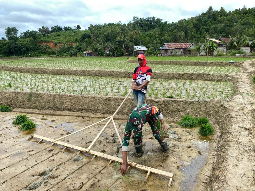 Dukung Ketahanan Pangan, Babinsa Koramil Kolaka Dampingi Petani dalam Penanaman Padi