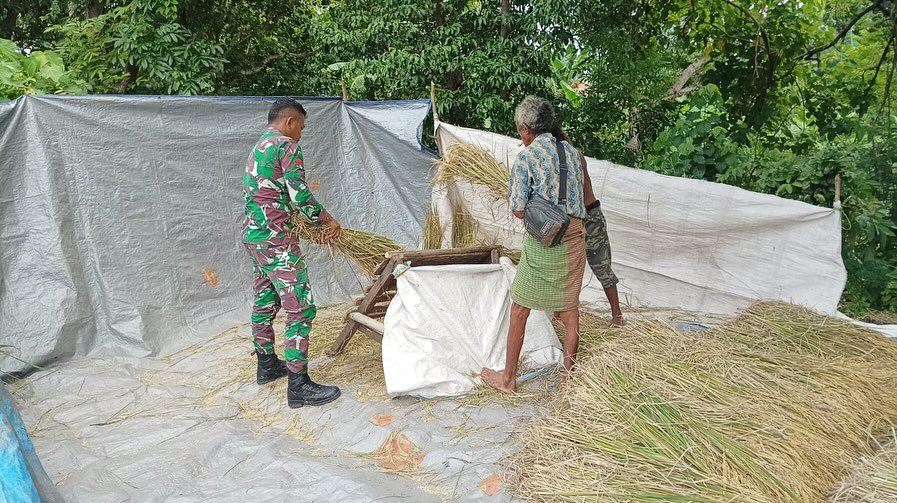 TNI Dukung Petani Lokal: Babinsa Koramil Talibura Terjun dalam Perontokan Padi