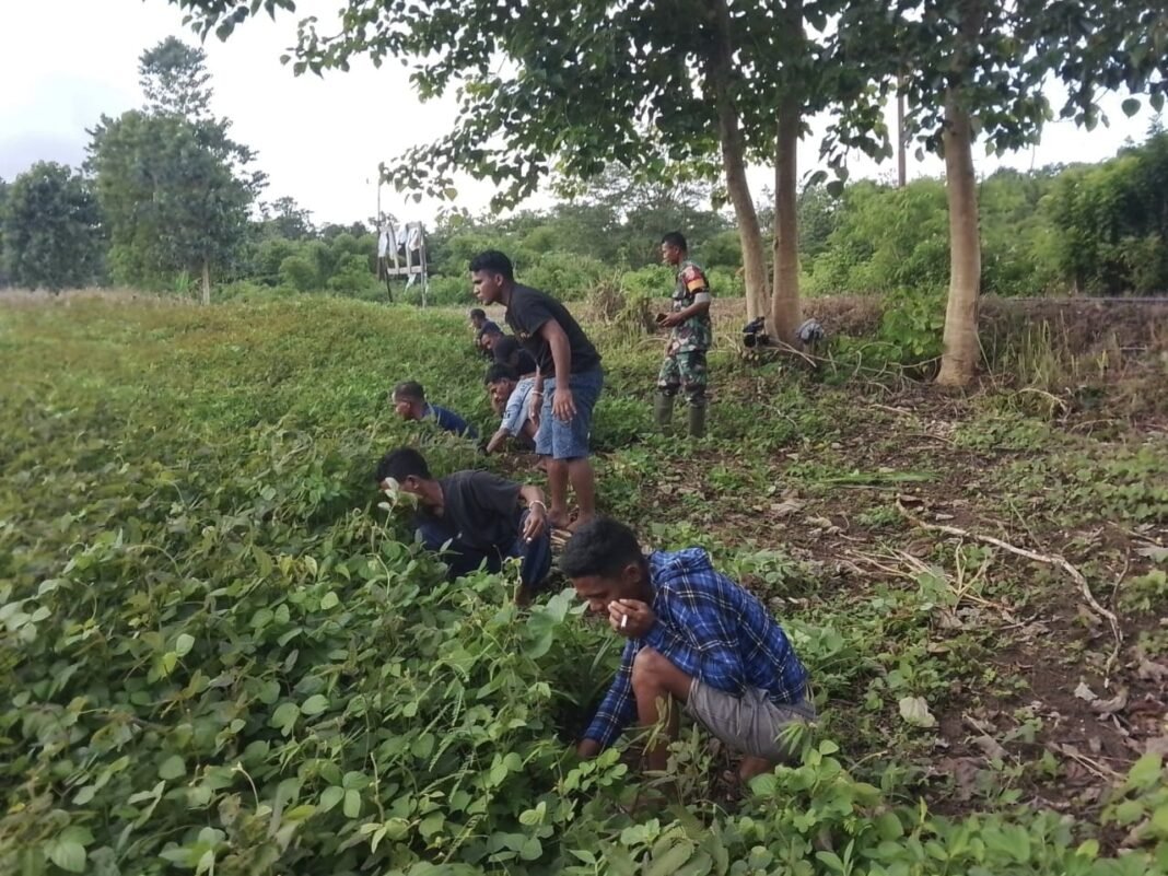 Sinergi TNI dan Petani: Babinsa Koramil 01/Loli Ajak Warga Bersihkan Kebun