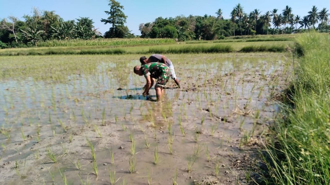 TNI Turun Tangan: Babinsa Koramil 1612-04/Elar Bantu Petani di Manggarai Timur