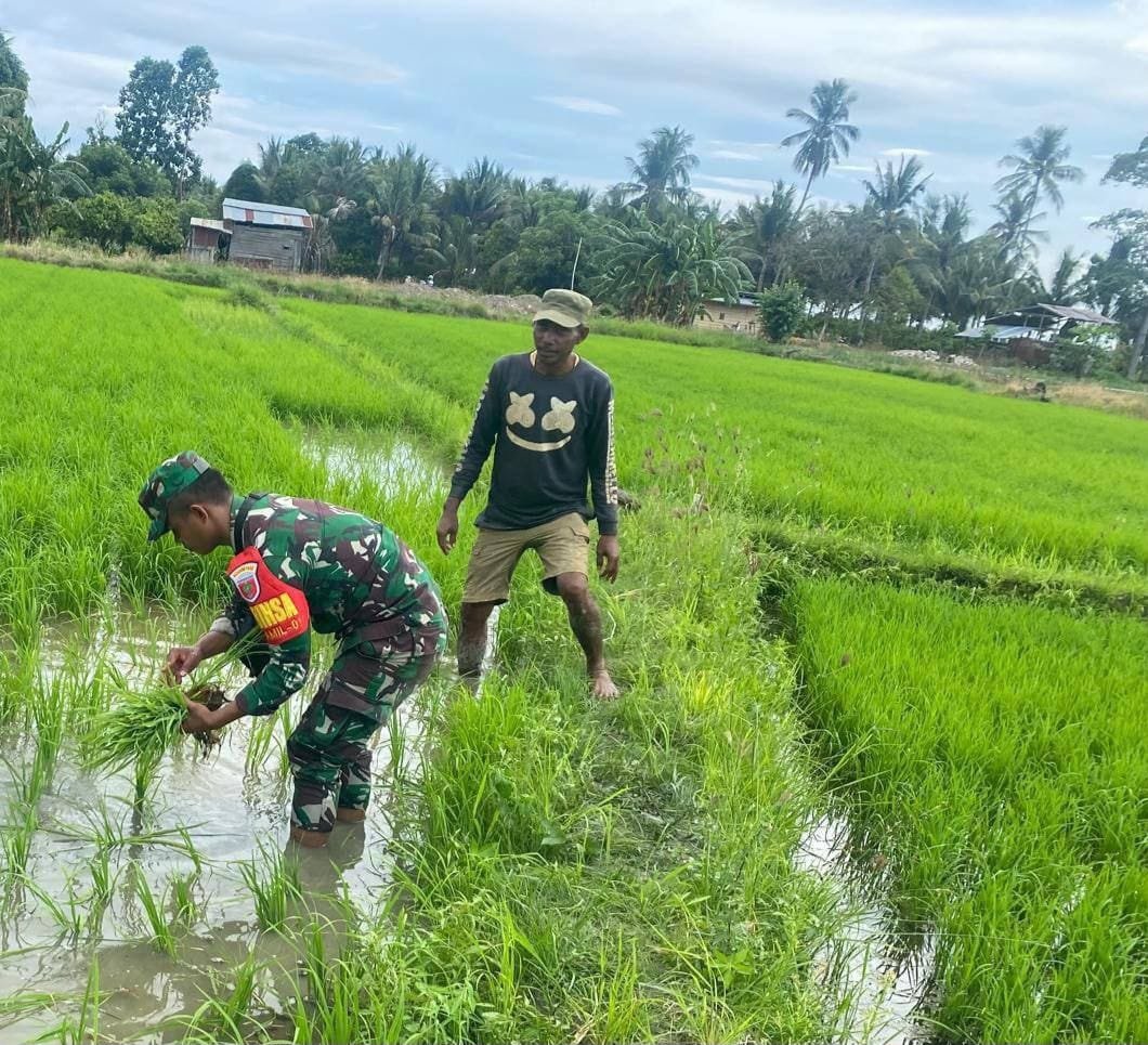 Kolaka: Babinsa TNI Dampingi Warga dalam Penanaman Padi untuk Peningkatan Ketahanan Pangan