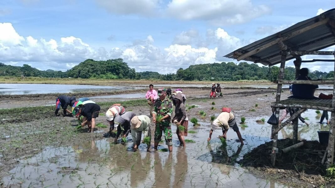 Mendorong Ketahanan Pangan: Babinsa Sumba Barat Berikan Bantuan Langsung kepada Petani